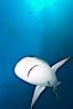 Caribbean reef shark with small sharksucker visible on underside. Bahamas. Image #10629