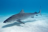 Tiger shark. Bahamas. Image #10646