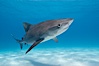Tiger shark. Bahamas. Image #10648