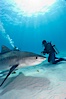 Tiger shark and diver. Bahamas. Image #10651