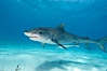 Tiger shark and live sharksucker (remora). Bahamas. Image #10652