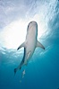 Tiger shark and live sharksucker (remora). Bahamas. Image #10654
