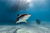 Tiger shark. Bahamas. Image #10655