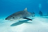 Tiger shark. Bahamas. Image #10656