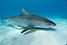 Tiger shark and live sharksucker (remora). Bahamas. Image #10658