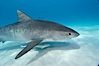 Tiger shark and live sharksucker (remora). Bahamas. Image #10666