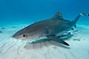 Tiger shark and live sharksucker (remora). Bahamas. Image #10669