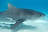 Tiger shark and live sharksucker (remora). Bahamas. Image #10677