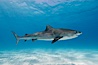 Tiger shark. Bahamas. Image #10748