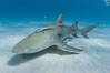 Lemon shark with live sharksuckers. Bahamas. Image #10753