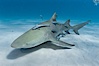 Lemon shark with live sharksuckers. Bahamas. Image #10753