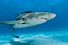 Lemon shark with live sharksuckers. Bahamas. Image #10754