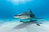Lemon shark. Bahamas. Image #10755