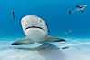 Lemon shark with live sharksuckers. Bahamas. Image #10756