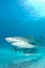 Lemon shark. Bahamas. Image #10758