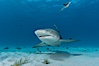Lemon shark with live sharksuckers. Bahamas. Image #10759