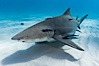 Lemon shark with live sharksuckers. Bahamas. Image #10761
