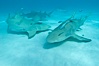 Lemon shark with live sharksuckers. Bahamas. Image #10763