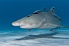 Lemon shark with live sharksuckers. Bahamas. Image #10764
