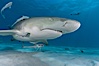 Lemon shark with live sharksuckers. Bahamas. Image #10765