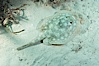 Yellow stingray. Great Isaac Island, Bahamas. Image #10815