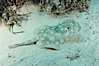 Yellow stingray. Great Isaac Island, Bahamas. Image #10816