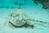 Yellow stingray. Great Isaac Island, Bahamas. Image #10818