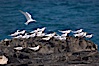Royal terns. Great Isaac Island, Bahamas. Image #10819
