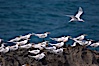 Royal terns. Great Isaac Island, Bahamas. Image #10820