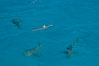 Tiger and lemon sharks gather over the shallow sand banks of the Northern Bahamas. Image #10827