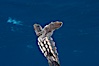 A young loggerhead turtle.  This turtle was hatched and raised to an age of 60 days by a turtle rehabilitation and protection organization in Florida, then released into the wild near the Northern Bahamas. Bahamas. Image #10885