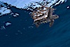 A young loggerhead turtle.  This turtle was hatched and raised to an age of 60 days by a turtle rehabilitation and protection organization in Florida, then released into the wild near the Northern Bahamas. Bahamas. Image #10886