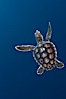 A young loggerhead turtle.  This turtle was hatched and raised to an age of 60 days by a turtle rehabilitation and protection organization in Florida, then released into the wild near the Northern Bahamas. Bahamas. Image #10887