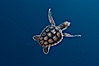 A young loggerhead turtle.  This turtle was hatched and raised to an age of 60 days by a turtle rehabilitation and protection organization in Florida, then released into the wild near the Northern Bahamas. Bahamas. Image #10888