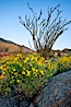 Brittlebush, ocotillo and various cacti and wildflowers color the sides of Glorietta Canyon.  Heavy winter rains led to a historic springtime bloom in 2005, carpeting the entire desert in thick vegetation and spectacular color for months. Anza-Borrego Desert State Park, Anza Borrego, California, USA. Image #10891