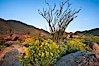 Brittlebush, ocotillo and various cacti and wildflowers color the sides of Glorietta Canyon.  Heavy winter rains led to a historic springtime bloom in 2005, carpeting the entire desert in vegetation and color for months. Anza-Borrego Desert State Park, Anza Borrego, California, USA. Image #10892