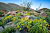 Brittlebush, ocotillo and various cacti and wildflowers color the sides of Glorietta Canyon.  Heavy winter rains led to a historic springtime bloom in 2005, carpeting the entire desert in vegetation and color for months. Anza-Borrego Desert State Park, Anza Borrego, California, USA. Image #10893