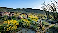 Brittlebush, ocotillo and various cacti and wildflowers color the sides of Glorietta Canyon.  Heavy winter rains led to a historic springtime bloom in 2005, carpeting the entire desert in vegetation and color for months. Anza-Borrego Desert State Park, Anza Borrego, California, USA. Image #10895