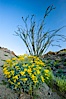 Brittlebush, ocotillo and various cacti and wildflowers color the sides of Glorietta Canyon.  Heavy winter rains led to a historic springtime bloom in 2005, carpeting the entire desert in vegetation and color for months. Anza-Borrego Desert State Park, Anza Borrego, California, USA. Image #10896