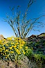 Brittlebush, ocotillo and various cacti and wildflowers color the sides of Glorietta Canyon.  Heavy winter rains led to a historic springtime bloom in 2005, carpeting the entire desert in vegetation and color for months. Anza-Borrego Desert State Park, Anza Borrego, California, USA. Image #10897