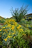 Brittlebush, ocotillo and various cacti and wildflowers color the sides of Glorietta Canyon.  Heavy winter rains led to a historic springtime bloom in 2005, carpeting the entire desert in vegetation and color for months. Anza-Borrego Desert State Park, Anza Borrego, California, USA. Image #10898