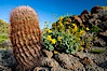 Barrel cactus, brittlebush and wildflowers color the sides of Glorietta Canyon.  Heavy winter rains led to a historic springtime bloom in 2005, carpeting the entire desert in vegetation and color for months. Anza-Borrego Desert State Park, Anza Borrego, California, USA. Image #10899