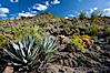 Desert agave, brittlebush and various cacti and wildflowers color the sides of Glorietta Canyon.  Heavy winter rains led to a historic springtime bloom in 2005, carpeting the entire desert in vegetation and color for months. Anza-Borrego Desert State Park, Anza Borrego, California, USA. Image #10900