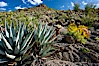 Desert agave, brittlebush and various cacti and wildflowers color the sides of Glorietta Canyon.  Heavy winter rains led to a historic springtime bloom in 2005, carpeting the entire desert in vegetation and color for months. Anza-Borrego Desert State Park, Anza Borrego, California, USA. Image #10901