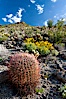 Barrel cactus, brittlebush and wildflowers color the sides of Glorietta Canyon.  Heavy winter rains led to a historic springtime bloom in 2005, carpeting the entire desert in vegetation and color for months. Anza-Borrego Desert State Park, Anza Borrego, California, USA. Image #10902