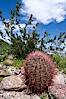 Barrel cactus, Glorietta Canyon.  Heavy winter rains led to a historic springtime bloom in 2005, carpeting the entire desert in vegetation and color for months. Anza-Borrego Desert State Park, Anza Borrego, California, USA. Image #10905