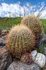 Barrel cactus, Glorietta Canyon.  Heavy winter rains led to a historic springtime bloom in 2005, carpeting the entire desert in vegetation and color for months. Anza-Borrego Desert State Park, Borrego Springs, California, USA. Image #10906