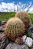 Barrel cactus, Glorietta Canyon.  Heavy winter rains led to a historic springtime bloom in 2005, carpeting the entire desert in vegetation and color for months. Anza-Borrego Desert State Park, Anza Borrego, California, USA. Image #10906
