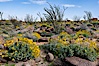 Brittlebush, ocotillo and various cacti and wildflowers color the sides of Glorietta Canyon.  Heavy winter rains led to a historic springtime bloom in 2005, carpeting the entire desert in vegetation and color for months. Anza-Borrego Desert State Park, Anza Borrego, California, USA. Image #10908