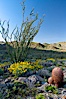 Barrel cactus, brittlebush, ocotillo and wildflowers color the sides of Glorietta Canyon.  Heavy winter rains led to a historic springtime bloom in 2005, carpeting the entire desert in vegetation and color for months. Anza-Borrego Desert State Park, Anza Borrego, California, USA. Image #10918